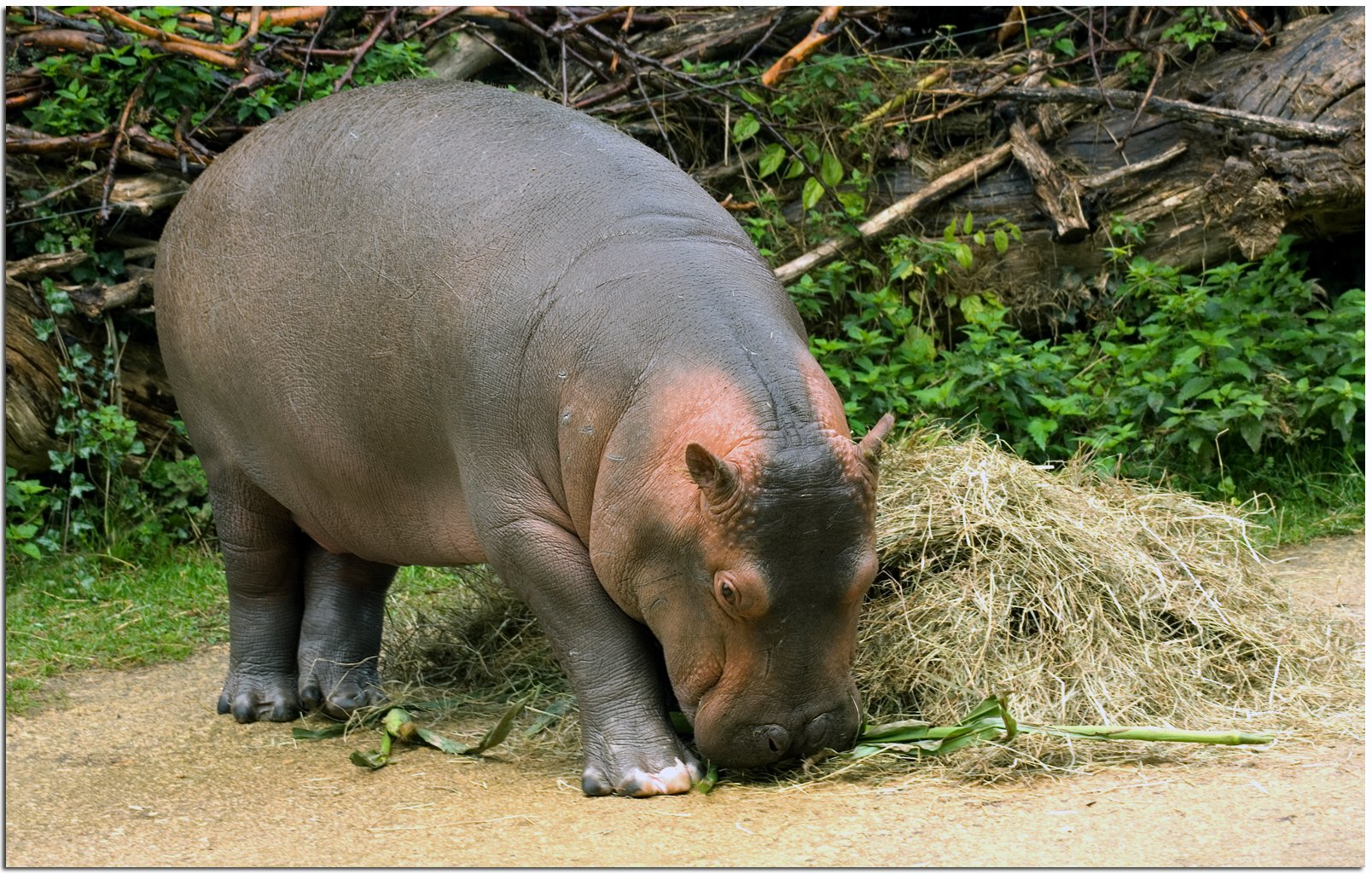 Top 19 Des Bebes Animaux Les Plus Mignons Momes Net