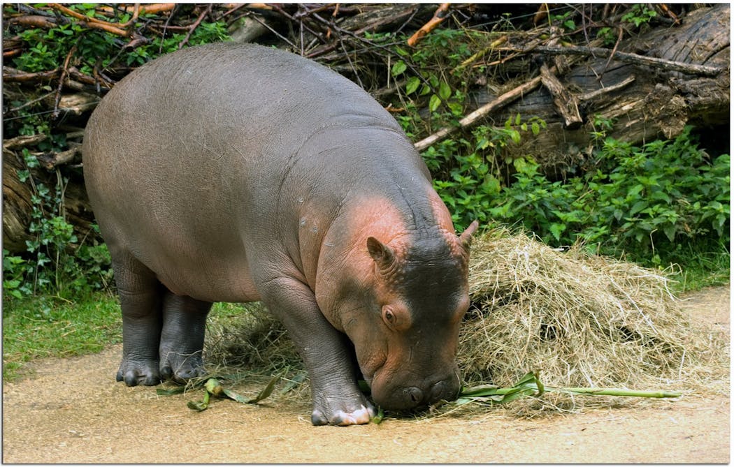 Le bébé hippopotame