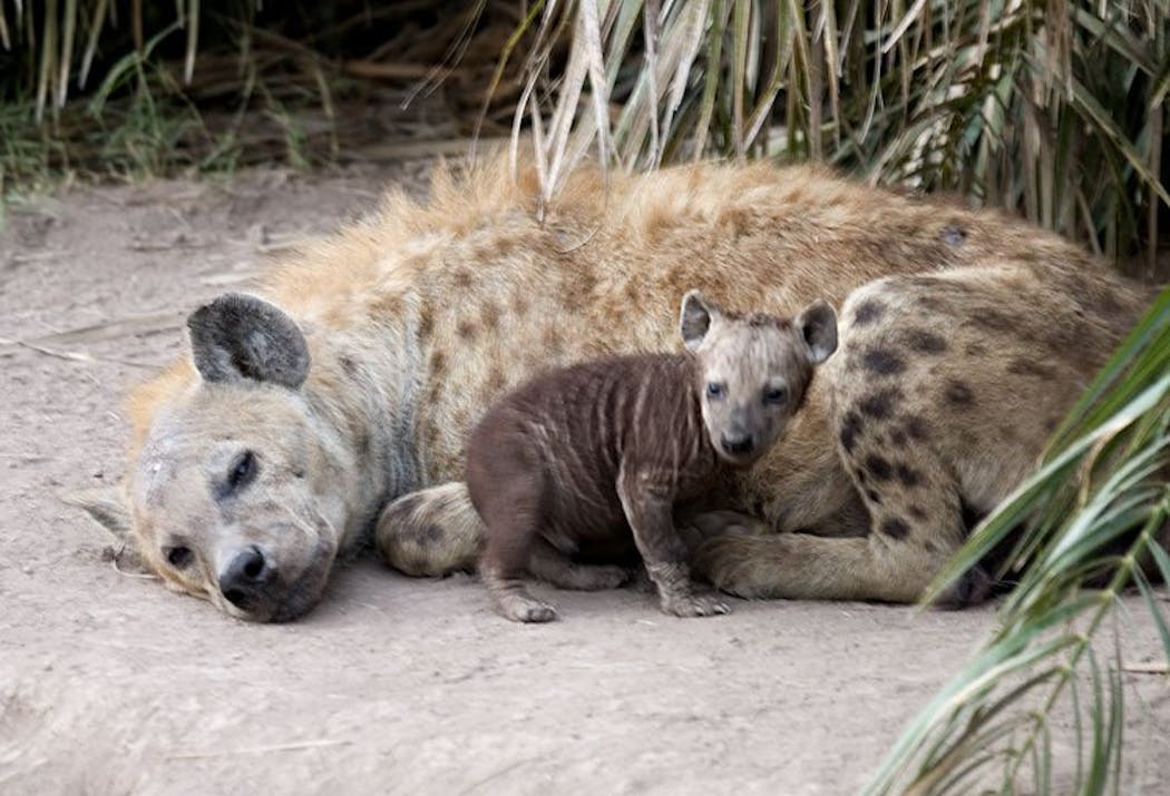 Le bébé hyène