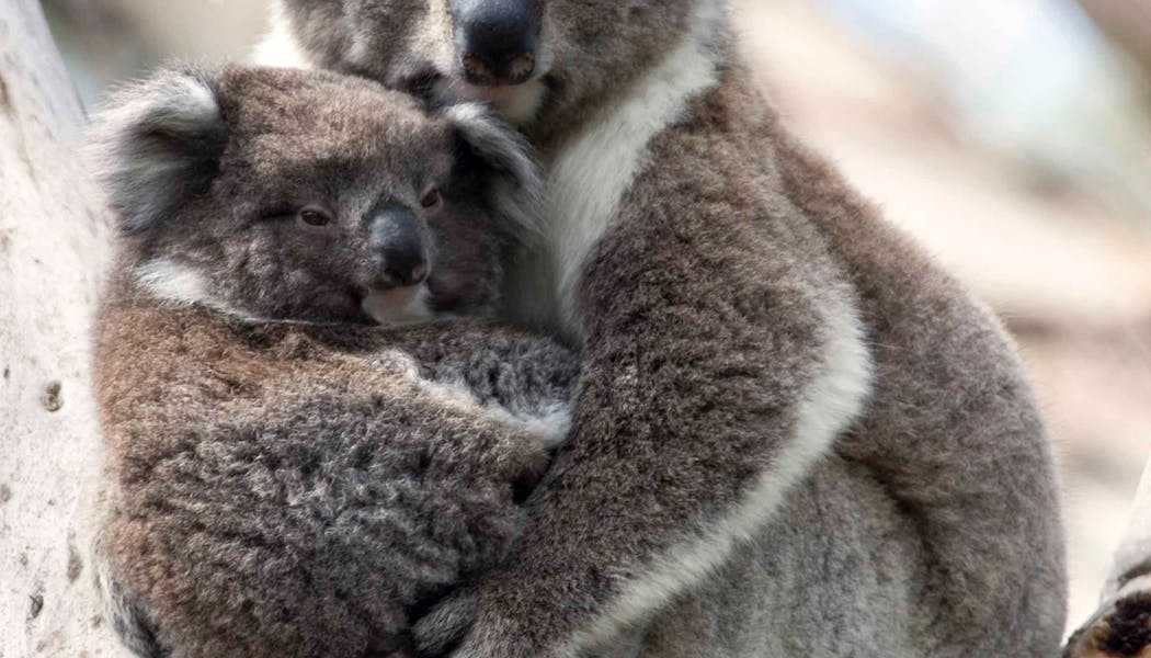 Top 19 Des Bebes Animaux Les Plus Mignons Momes Net Top 19 Des Bebes Animaux Les Plus Mignons Momes Net