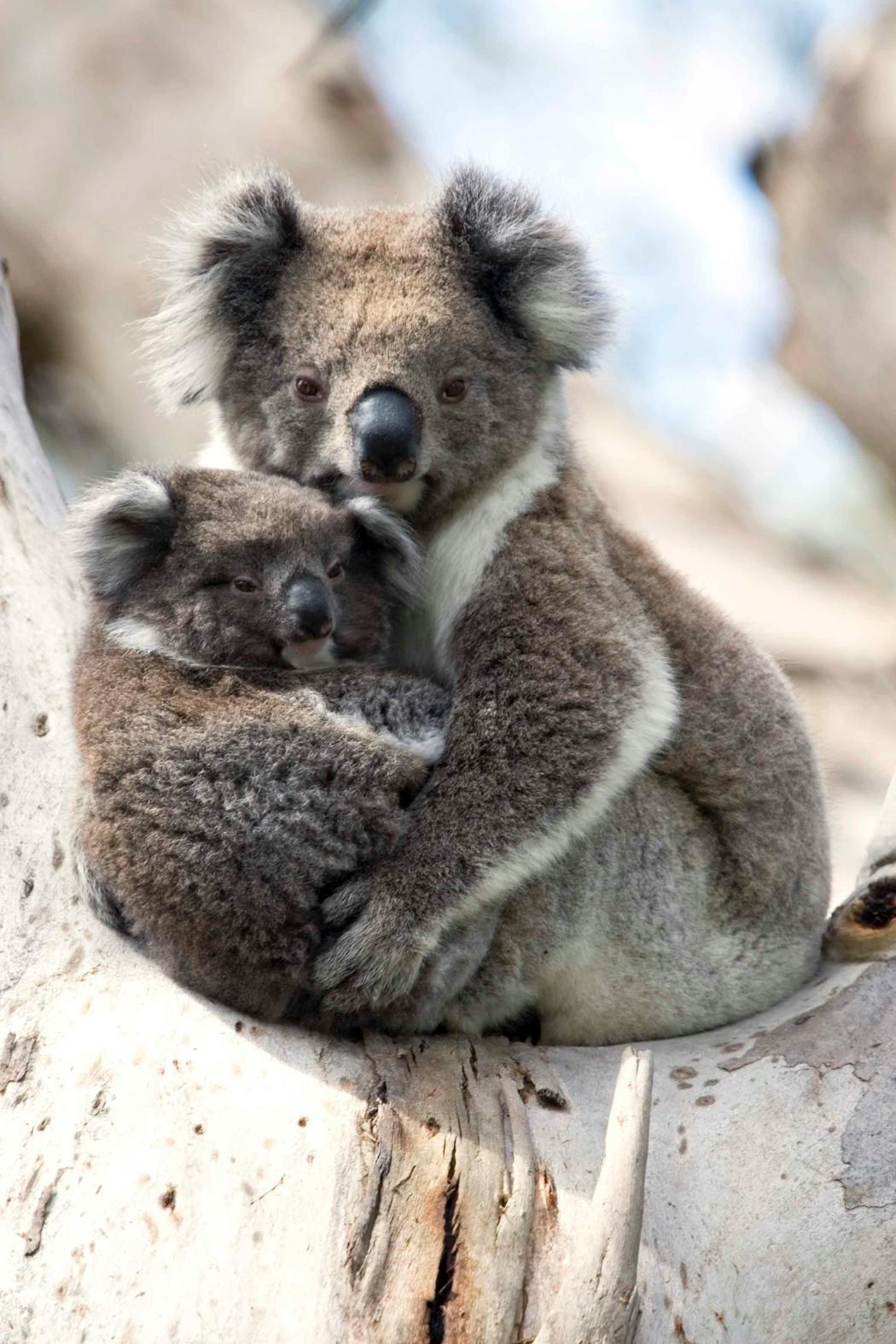 Le bébé koala