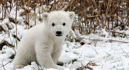 Top 19 Des Bebes Animaux Les Plus Mignons Momes Net Top 19 Des Bebes Animaux Les Plus Mignons Momes Net