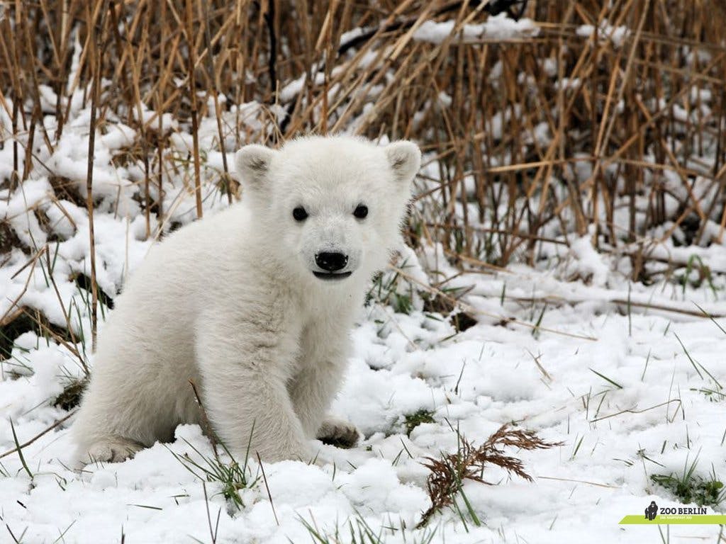 Top 19 Des Bebes Animaux Les Plus Mignons Momes Net Top 19 Des Bebes Animaux Les Plus Mignons Momes Net
