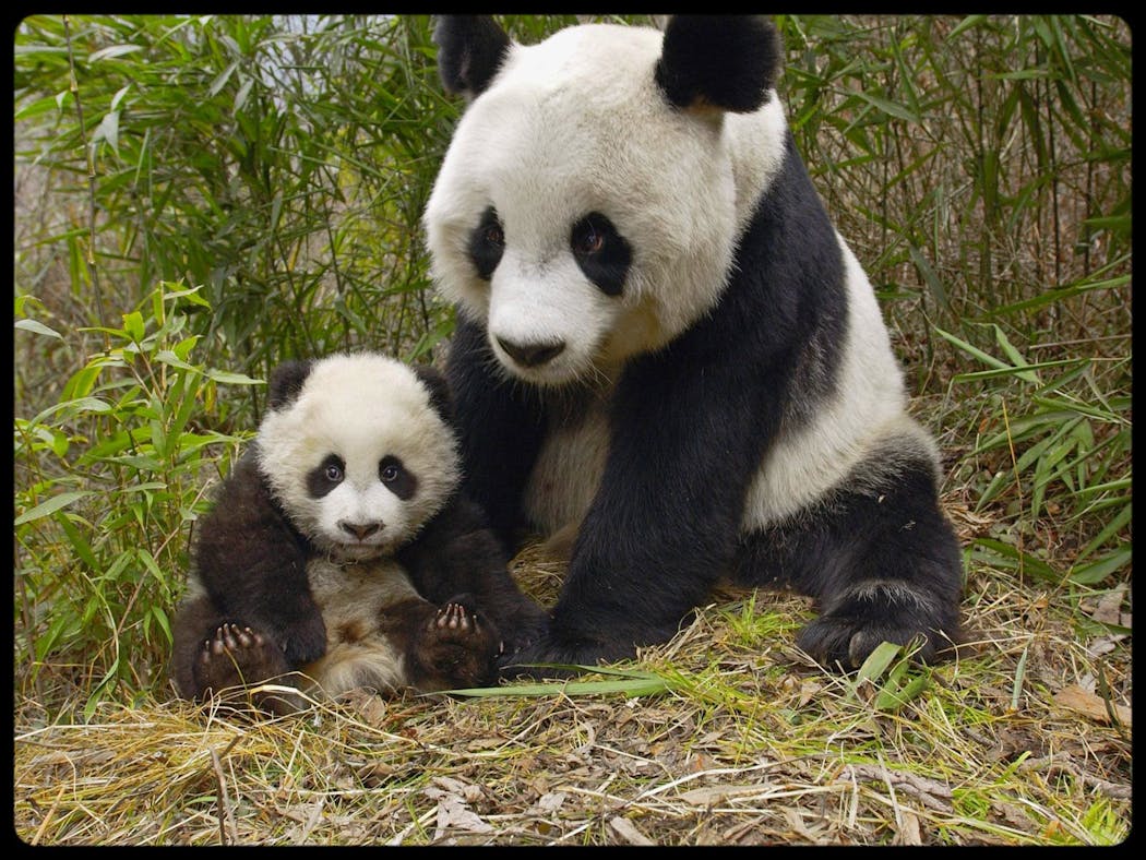 Le bébé panda