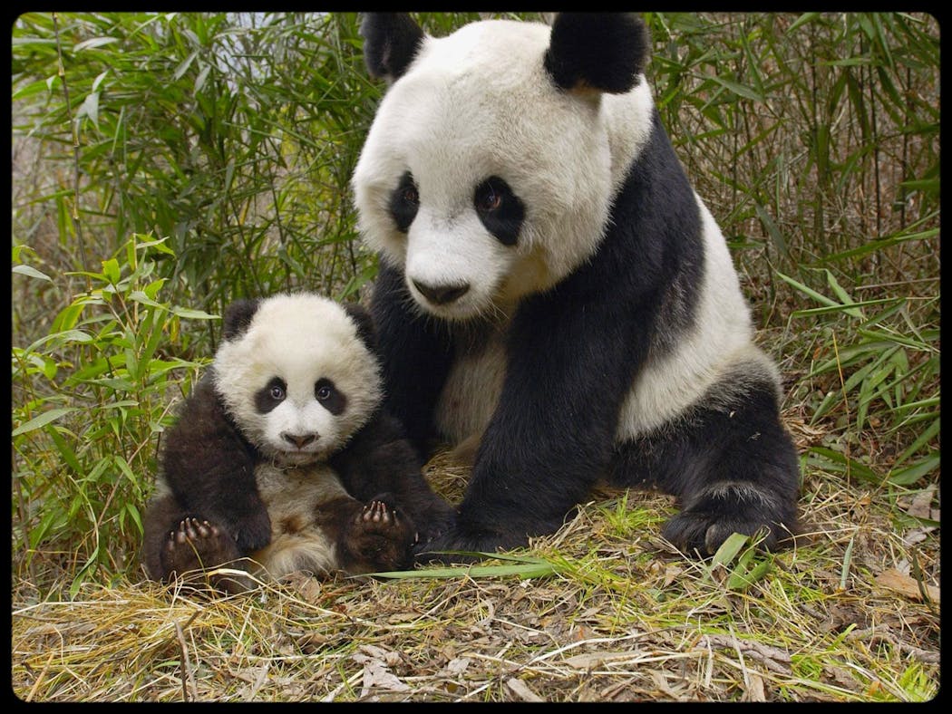 Top 19 Des Bebes Animaux Les Plus Mignons Momes Net Top 19 Des Bebes Animaux Les Plus Mignons Momes Net