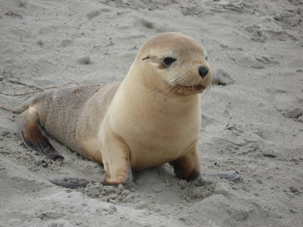 Top 19 Des Bebes Animaux Les Plus Mignons Momes Net Top 19 Des Bebes Animaux Les Plus Mignons Momes Net