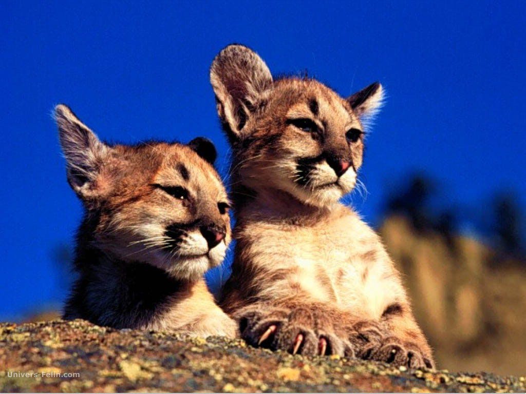 Top 19 Des Bebes Animaux Les Plus Mignons Momes Net Top 19 Des Bebes Animaux Les Plus Mignons Momes Net