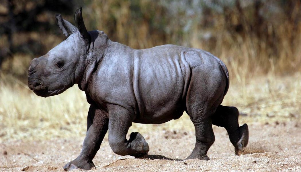 Top 19 Des Bebes Animaux Les Plus Mignons Momes Net Top 19 Des Bebes Animaux Les Plus Mignons Momes Net