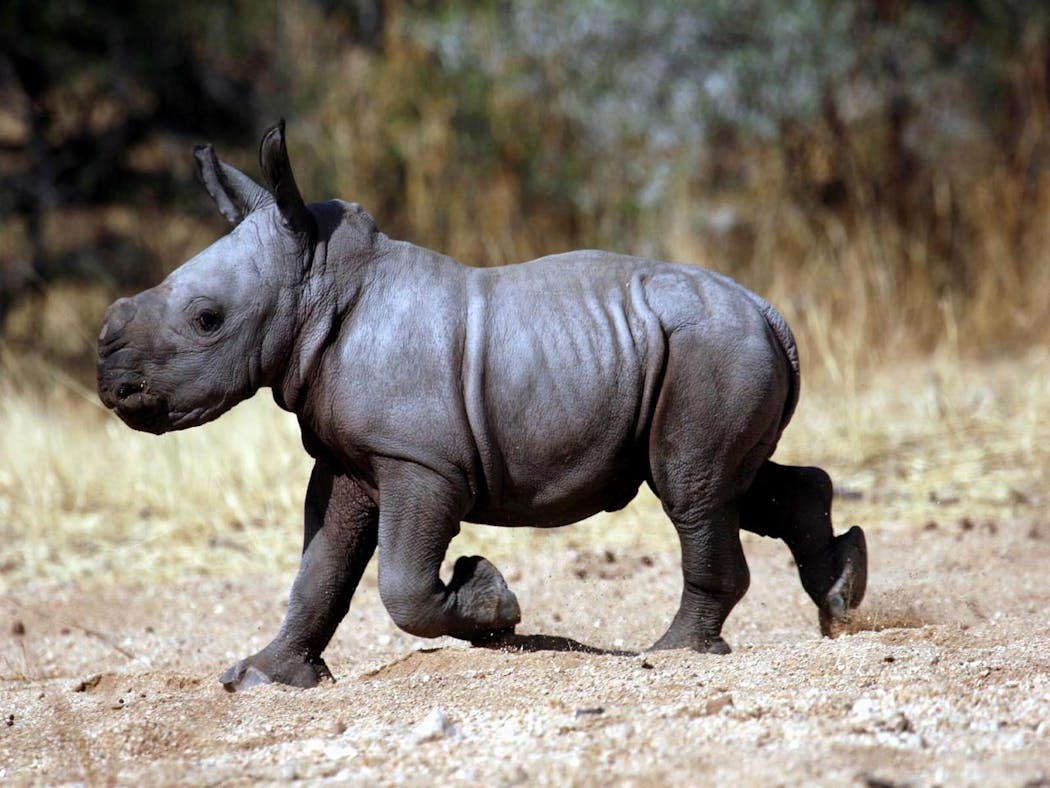 Le bébé rhinocéros