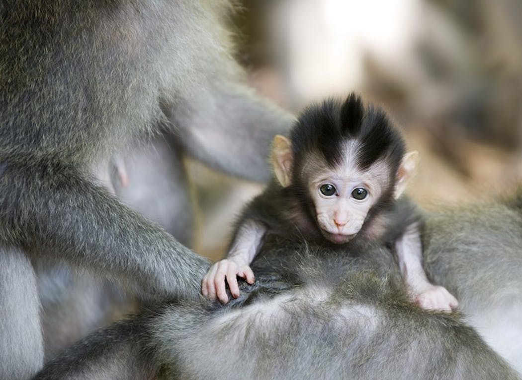 15 bébés animaux qui ne devraient pas être autorisés à être aussi mignons