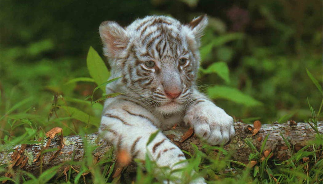 Top 19 Des Bebes Animaux Les Plus Mignons Momes Net Top 19 Des Bebes Animaux Les Plus Mignons Momes Net