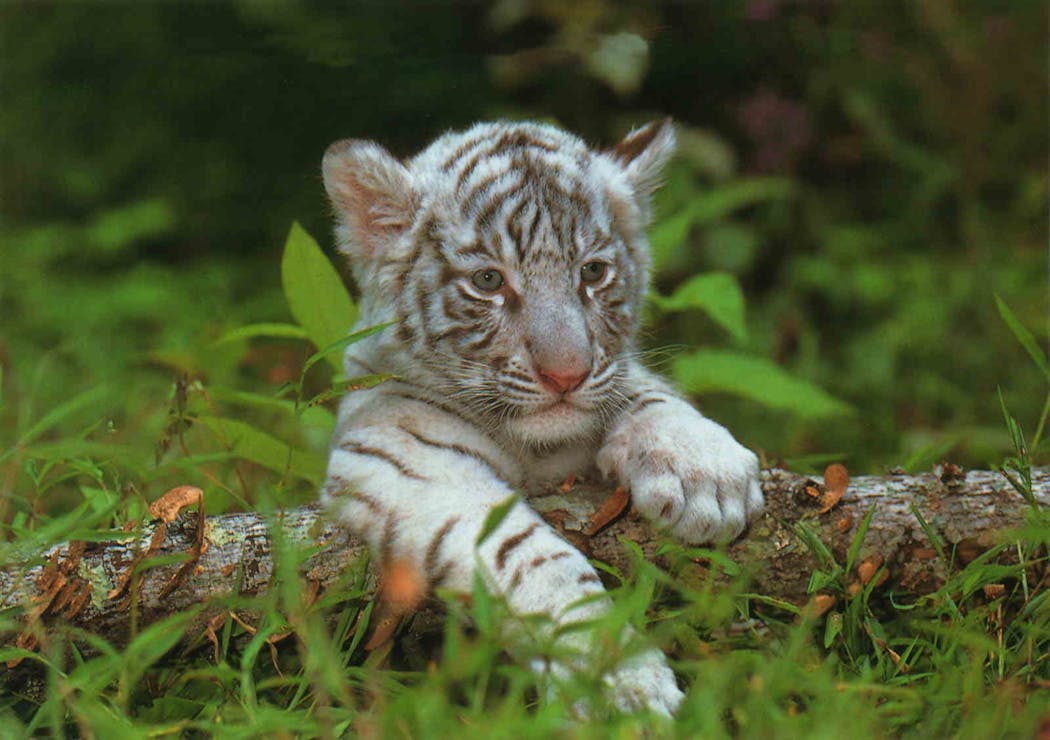 Le bébé tigre
