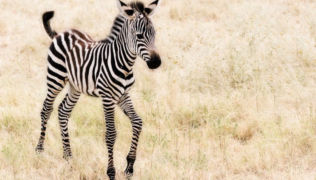 Top 19 Des Bebes Animaux Les Plus Mignons Momes Net Top 19 Des Bebes Animaux Les Plus Mignons Momes Net