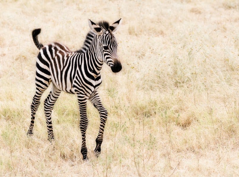 Top 19 des bébés animaux les plus mignons