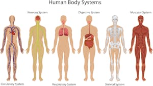 Le corps humain : généralités