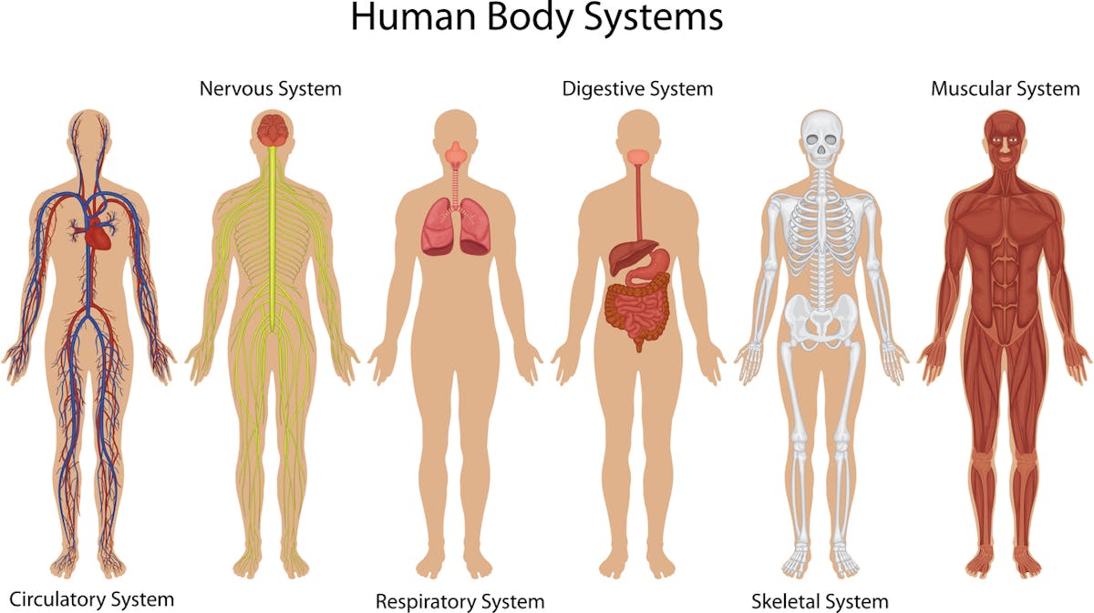 7 astuces pour expliquer le corps humain aux enfants
