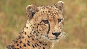 Le guépard, un poème sur ce superbe félin d'Afrique