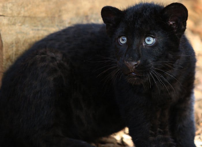 Le léopard noir