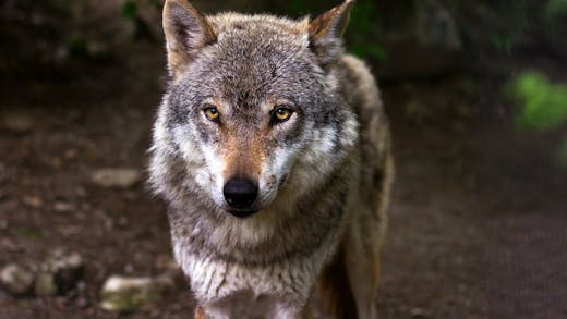 Le loup gris, un animal sauvage rare et majestueux