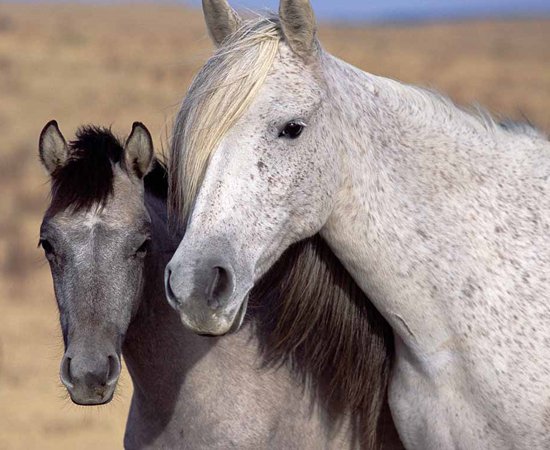 Les chevaux MOMES