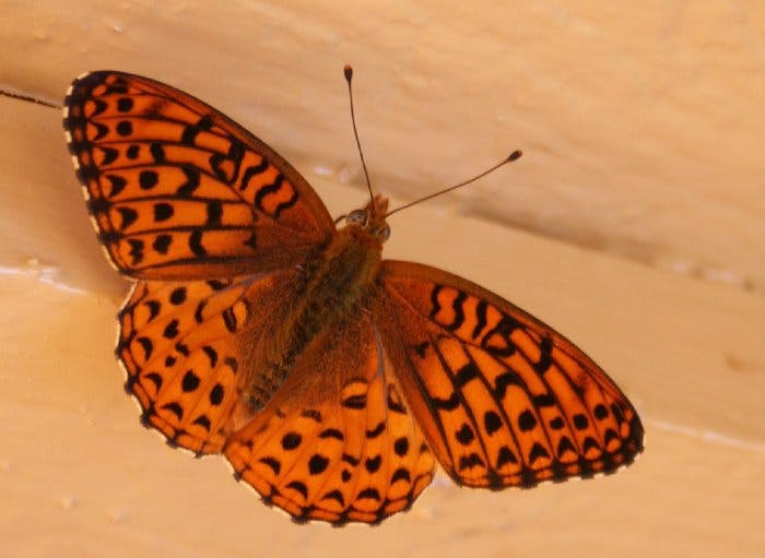 Le papillon orange
