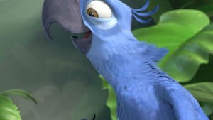 Le perroquet bleu du dessin animé Rio est officiellement une espèce éteinte