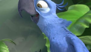 Le perroquet bleu du dessin animé Rio est officiellement une espèce éteinte