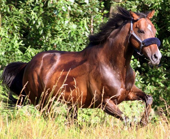 Les Chevaux Momes Net