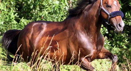 Les Chevaux Momes Net Les Chevaux Momes Net