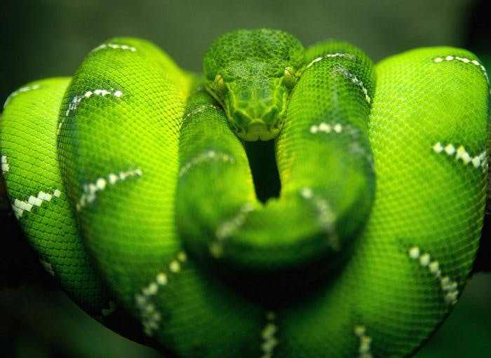 Le serpent vert
