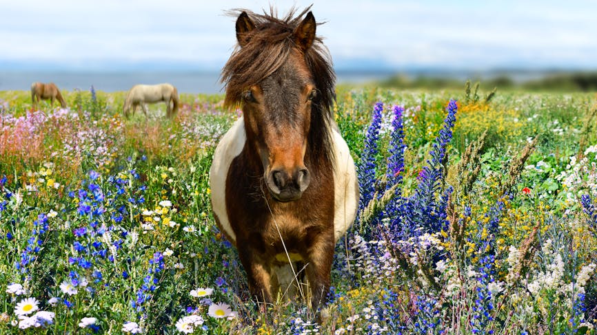 Un cheval dans un champ de fleurs 