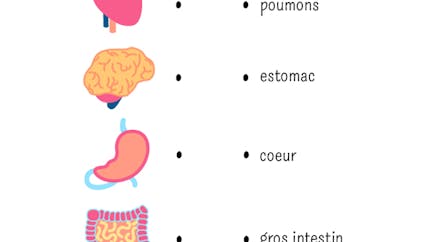 Les organes du corps