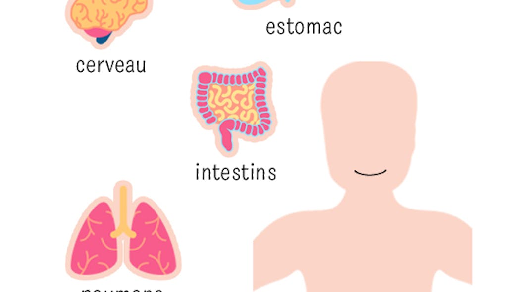 Articles Pour Decouvrir Le Corps Humain Momes Net Articles Pour Decouvrir Le Corps Humain Momes Net