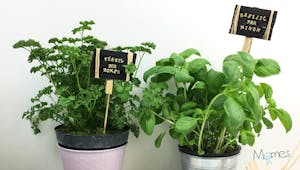 Les p'tites pancartes pour plantes