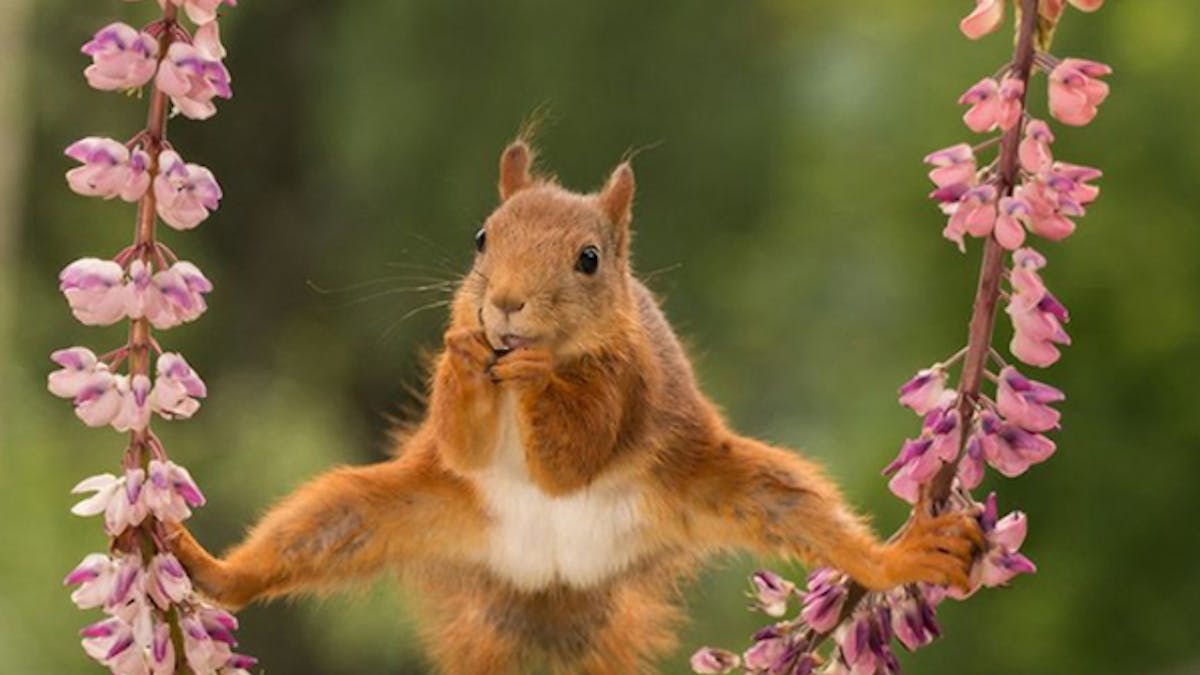 Les photos d'animaux les plus drôles de l'année ! | MOMES.net