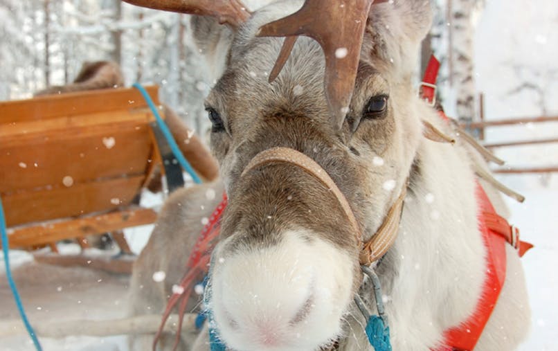 Image De Rennes Du Père Noel Les Rennes Du Pere Noel Momes Net Image De Rennes Du Père Noel Les Rennes Du Pere Noel Momes Net