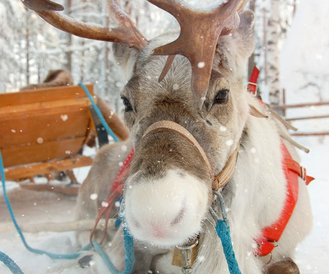 Les rennes du père Noël : Comment s’appellent-ils ?  MOMES.net