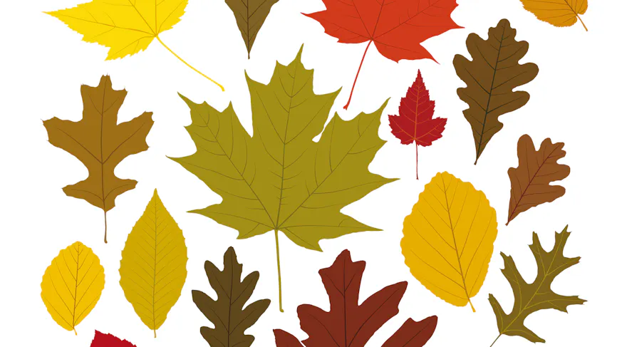 Modele De Feuille D Automne A Imprimer