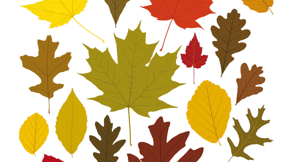 Feuille D Automne A Imprimer Gratuitement