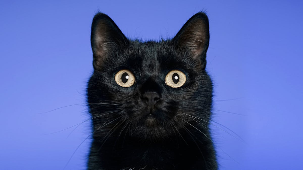 Histoire Et Origine Du Vendredi 13 Momes Net Histoire Et Origine Du Vendredi 13 Momes Net