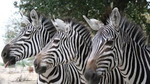 Parcs zoologique : African Safari