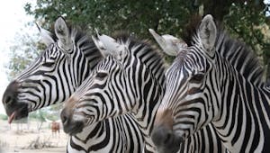 Parcs zoologique : African Safari