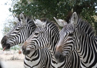 Photo Parcs zoologique African Safari