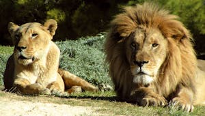 Parcs zoologique : Réserve africaine de Sigean