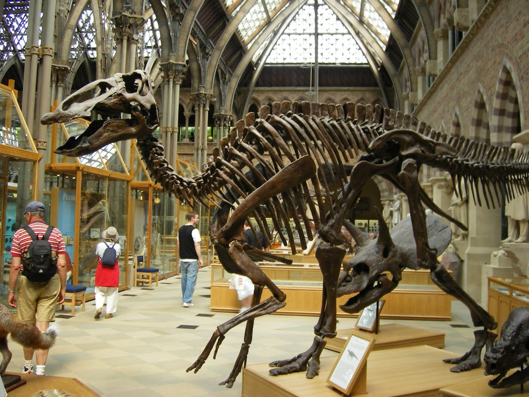 Photo d'un squelette de dinosaure au Musée d'histoire naturelle d'Oxford (Grande-Bretagne)