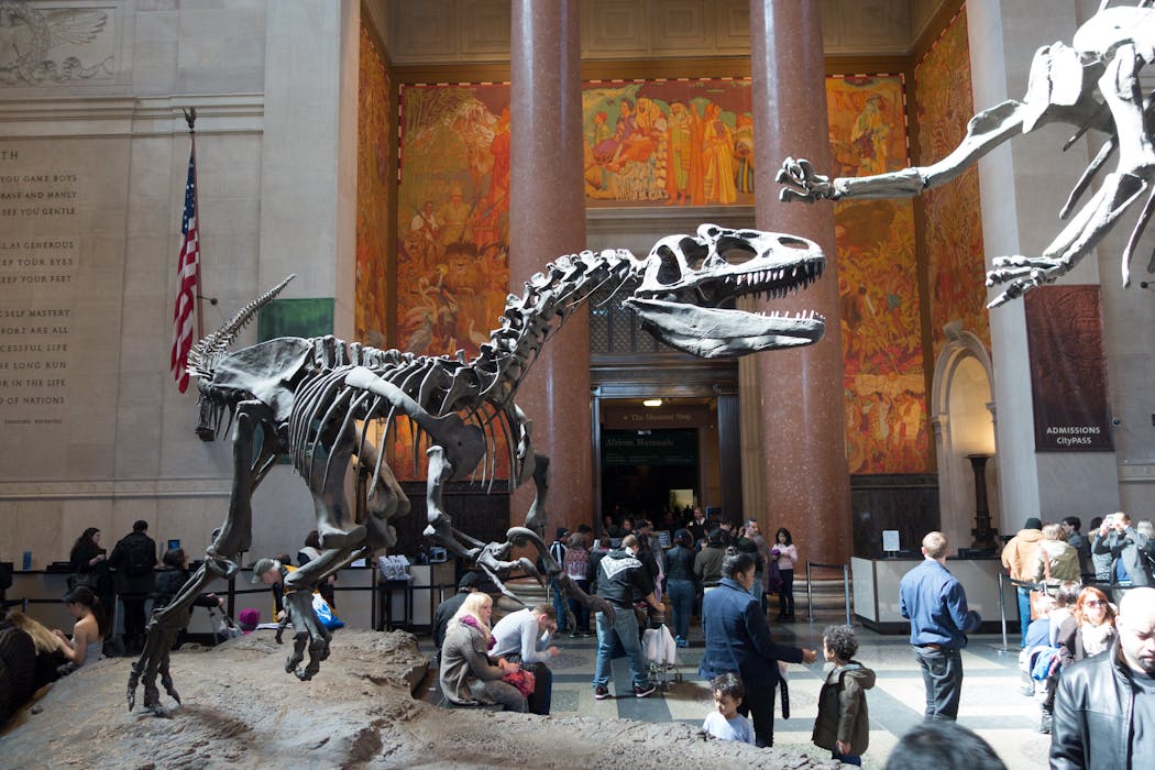Photo d'un squelette de Velociraptor au Musée d'histoire naturelle de New-York