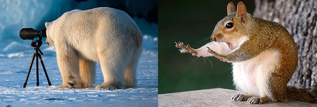 2020 L'ours Qui Avala Une Mouche 2020 L'ours Qui Avala Une Mouche