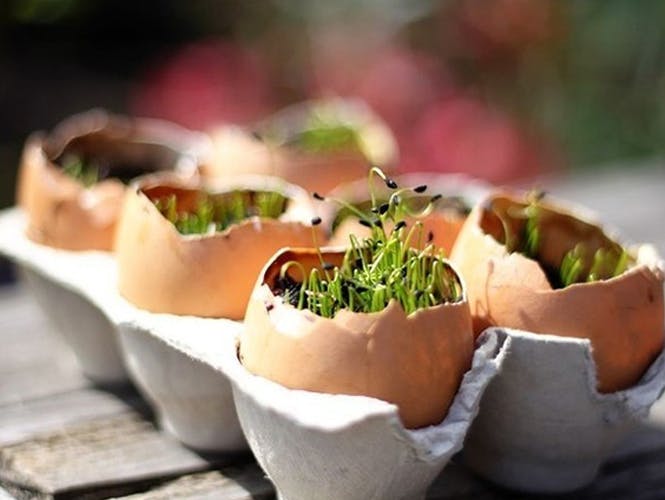 Planter un jardin dans des œufs
