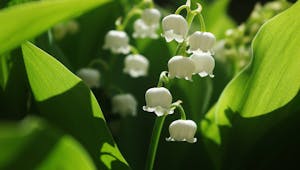 Que Faire Avec Les Enfants Le 1er Mai Activites Bricolages Momes Net