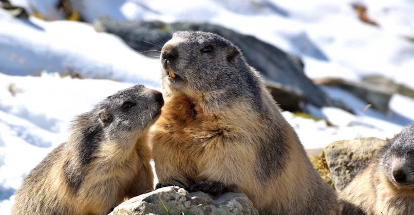 marmottes dans les Alpes